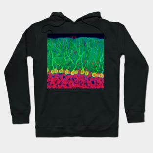 Purkinje nerve cells in the cerebellum (P360/0474) Hoodie